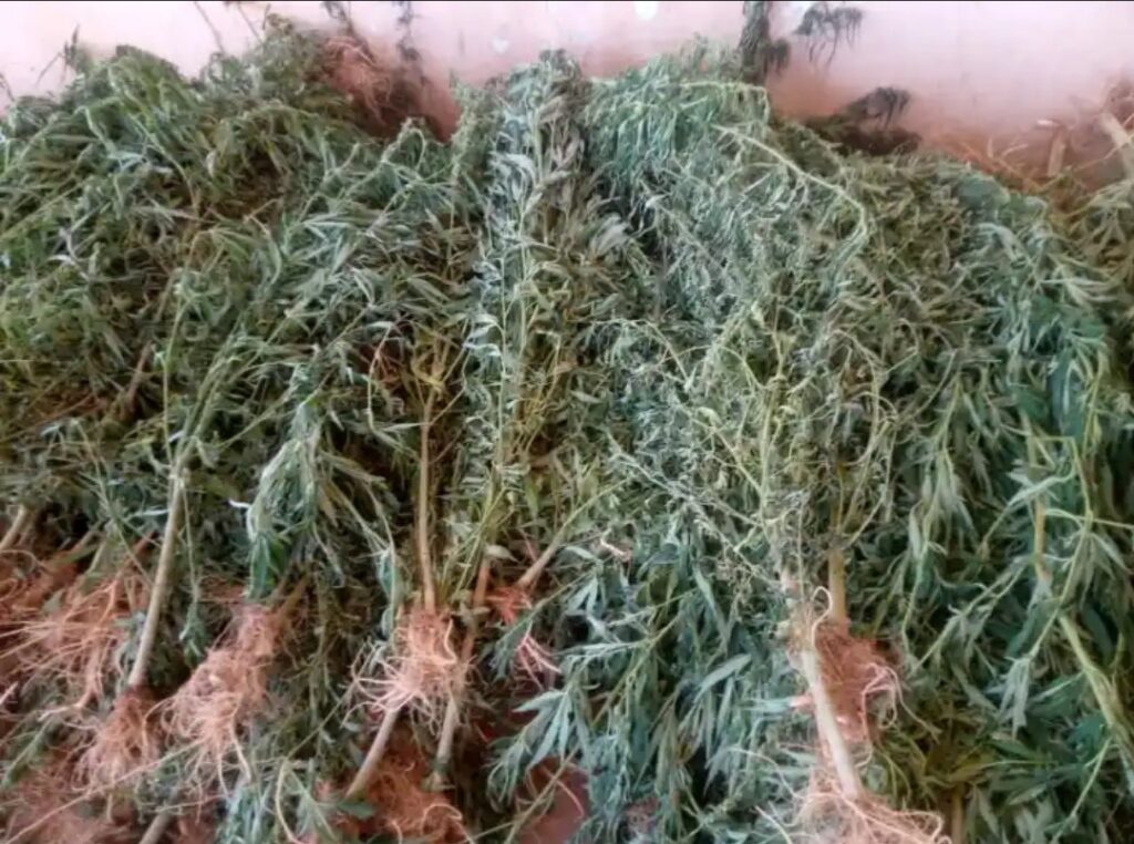 Cannabis Plant Uprooted by The NDLEA, at Sokoto